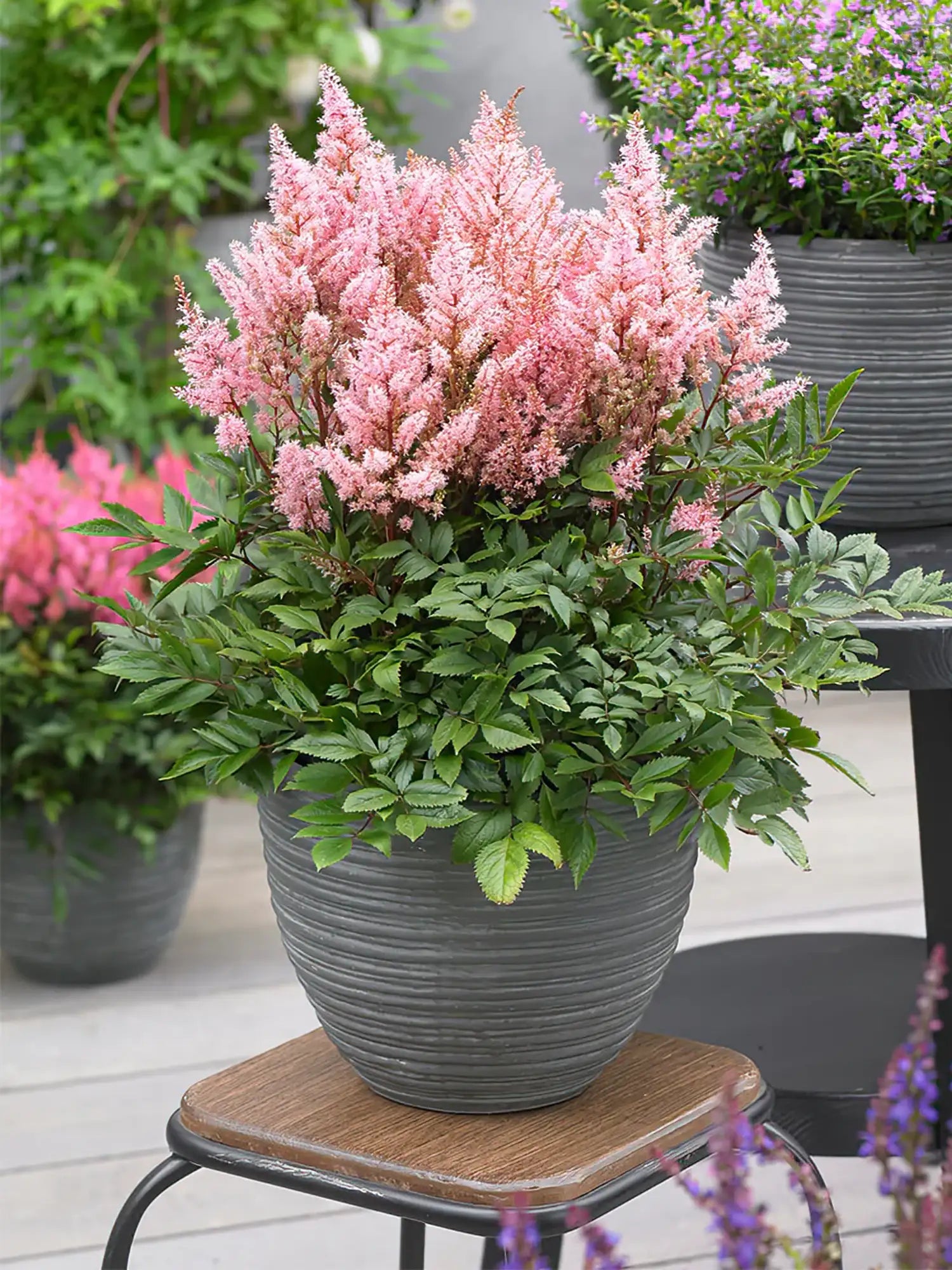 Astilbe ‘Look at Me’